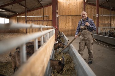 Çiftlik evinde dirgenli yaşlı çiftçinin portresi. Evcil hayvanlara bakıyor ve onları besliyor. Organik gıda ve et üretimi.