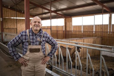 Çiftlikte duran kıdemli çiftçinin portresi. Arka planda evcil hayvanlar yiyor. Organik gıda ve et üretimi.