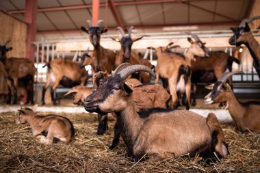 Çiftlik evinde evcil keçi yetiştiriciliği. Arka planda evcil hayvanlar yiyor ve ayakta duruyorlar..