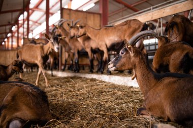 Çiftlikteki keçi evcil hayvanı. Arka planda evcil hayvanlar yiyor ve ayakta duruyorlar..