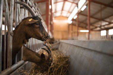 Çiftlik evinde keçi besleyen evcil hayvana yakından bakın..