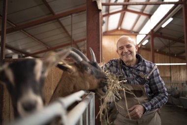 Başarılı bir gülen çiftçi keçiyi organik samanla besledi. Et ve süt üretimi.