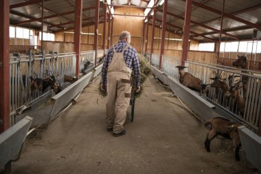 Çiftçi saman yiyeceğiyle el arabasını itiyor ve çiftlik evinde çalışıyor. Evcil hayvanları sağlıklı organik besinlerle beslemek.