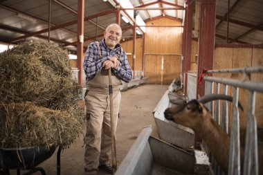 Saman yiyeceğiyle el arabasının yanında duran ve çiftlik evinde çalışan çiftçinin portresi. Evcil hayvanları sağlıklı organik besinlerle beslemek.