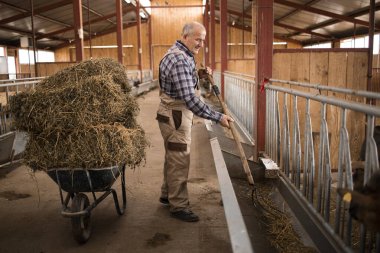 Saman yiyeceğiyle el arabasının yanında duran ve çiftlik evinde çalışan çiftçinin portresi. Evcil hayvanları sağlıklı organik besinlerle beslemek.