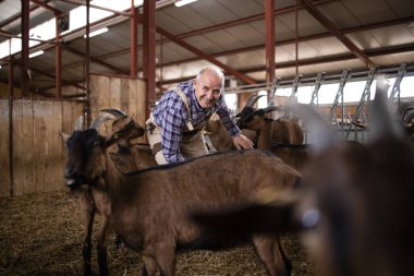 Çiftlik işçisi evcil hayvanlara bakıyor ve çiftlik evinde keçilerle oynuyor..