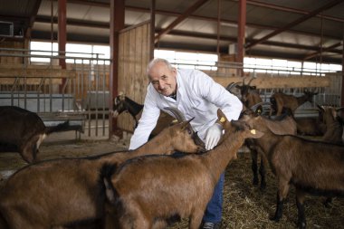 Veteriner çiftlikte keçi evcil hayvanlara bakıyor. Gıda üretimi için hayvanların sağlık hizmetleri.