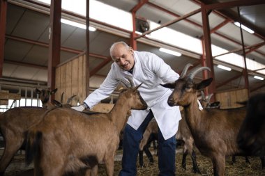 Veteriner çiftlikte keçi evcil hayvanlara bakıyor. Gıda üretimi için hayvanların sağlık hizmetleri.