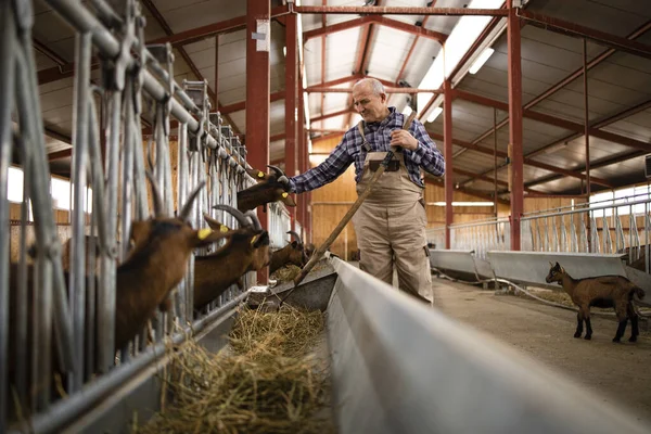 Keçi çiftliğindeki evcil hayvanları saman organik gıdayla besleyen kıdemli çiftçi. Et ve süt ürünleri üretimi.