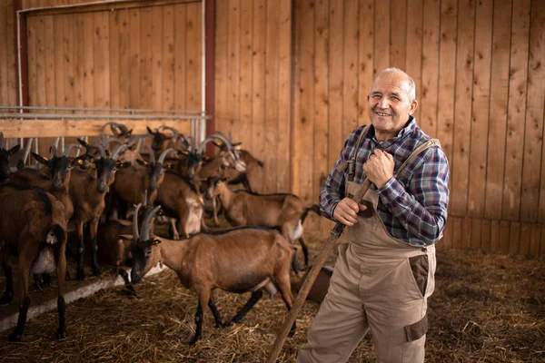 Portrait of senior farm worker or cattleman standing in farmhouse. In background goat domestic animals standing and eating.