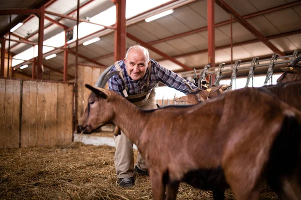 Farm worker taking care of domestic animals and playing with goats at farmhouse.