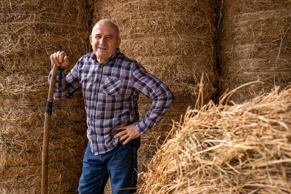 Portrait of senior farmer holding pitchfork and standing by hay at the farm taking food for domestic animals.