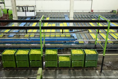 Elma yıkama ve sıralama makineleri ile meyve işleme fabrikasının iç görünümü.