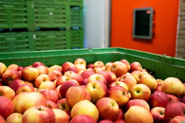 Elma meyvesi yiyecek işleme fabrikasındaki soğuk depoya taşınmayı bekliyor..