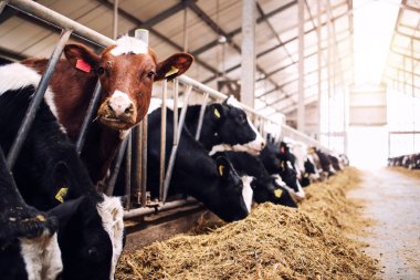 İnek ahırında bir grup inek saman ya da mandıra çiftliğinde yem yiyorlar..