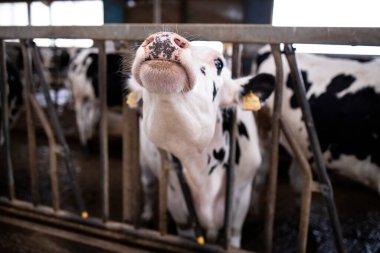 Et veya süt üretimi ve çiftliği için evcil hayvan çiftliğinde inekler.