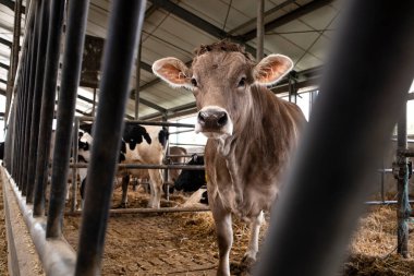 Et veya süt üretimi ve çiftliği için evcil hayvan çiftliğinde inekler.