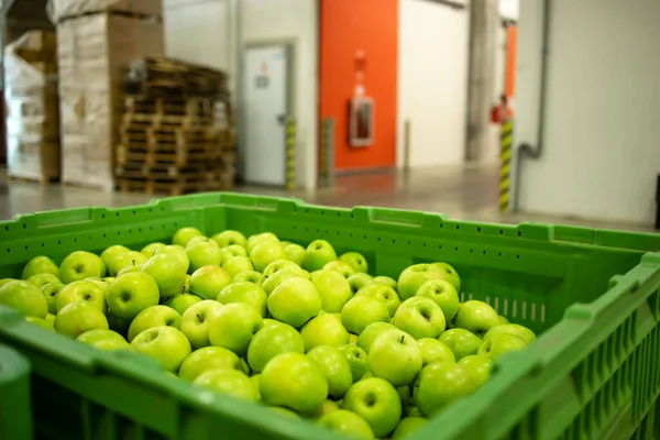 Apple fruit to be moved into cold storage in food processing factory.