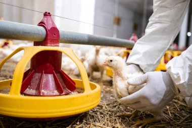 Veterinarian in sterile clothing holding chicken and controlling animals health for food production at poultry farm.