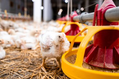 Chicken eating protein food at poultry farm for meat production.