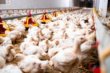 Group of fattening chickens eating at poultry farm.