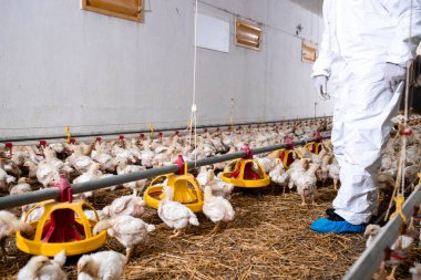 Veterinarian in sterile clothing controlling chicken health at modern poultry farm.