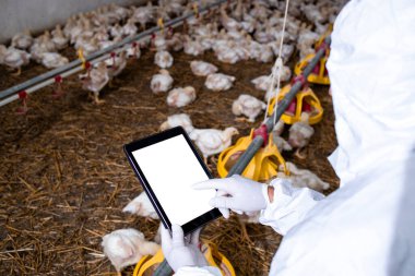 Farmer in sterile clothing holding tablet computer at poultry farm and checking production and food supply.