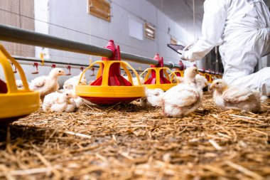 Modern chicken farm and farmer checking production on tablet computer and automated feeding system.