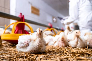 Chicken at poultry farm and farmer in sterile clothing checking protein food in background.