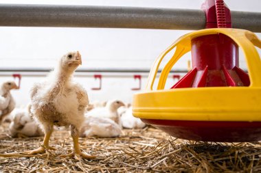 Chicken standing by the feeder at poultry farm for industrial meat production.