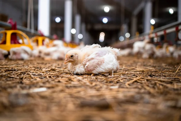 Chicken Modern Poultry Farm Industrial Meat Production — Stockfoto