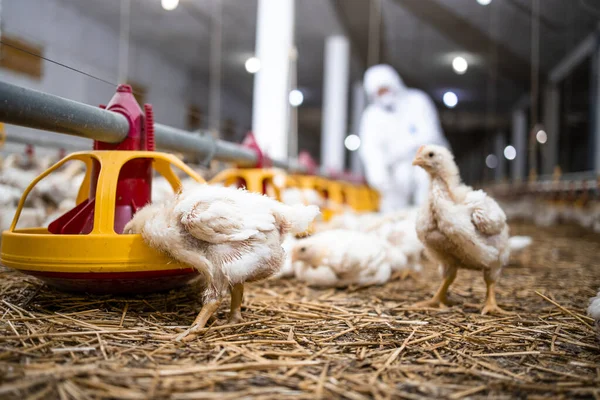 Chicken Eating Protein Food Modern Poultry Farm Industrial Meat Production — Stockfoto