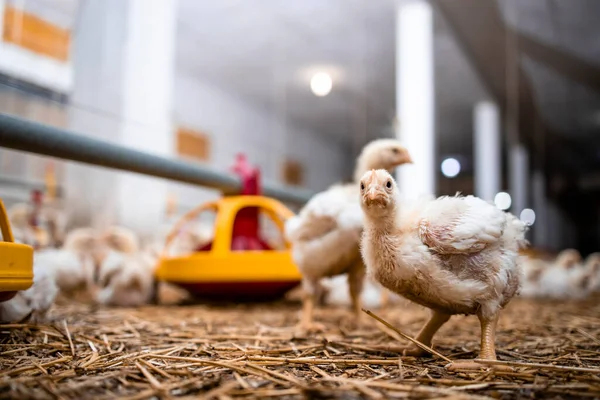 Chicken Looking Camera Poultry Farm — Stockfoto