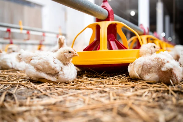 Chickens Automated Feeding System Modern Poultry Farm — Stockfoto