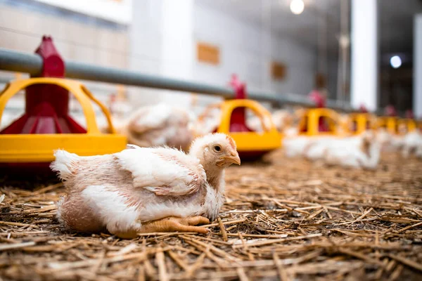 Chickens Poultry Farm Meat Production — Stockfoto