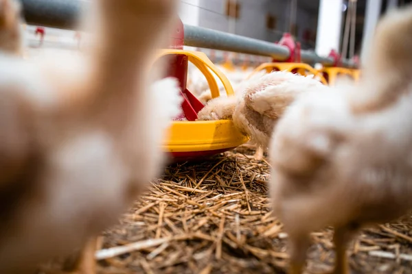 Close View Fast Growing Chicken Eating Protein Food Automated Feeder — Stockfoto