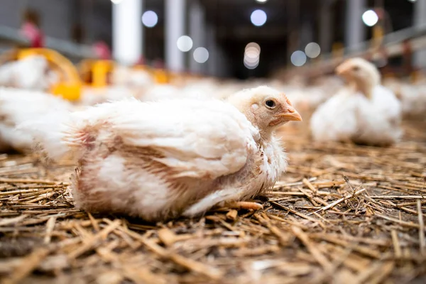 Fast Growing Chicken Lying Poultry Farm Industrial Meat Production — Stockfoto