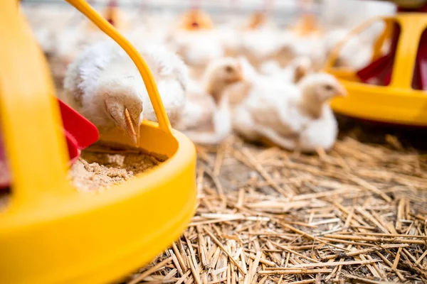 Close View Fast Growing Chicken Eating Protein Food Automated Feeder — Stockfoto