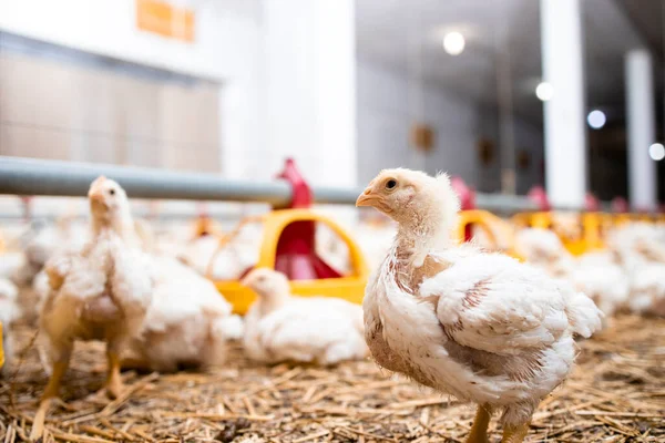 Group Chickens Modern Poultry Farm Meat Production — Stockfoto