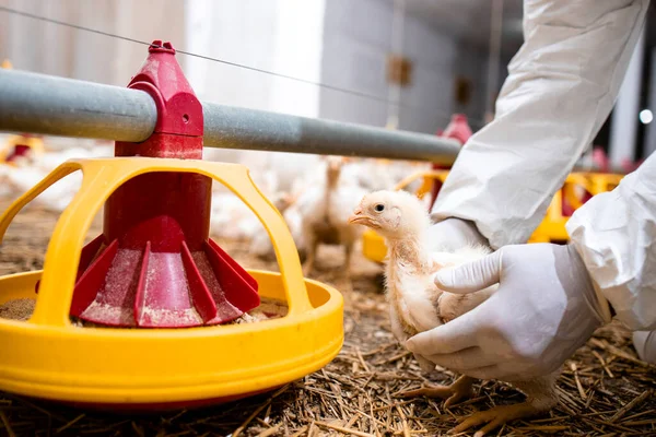 Veterinarian Sterile Clothing Holding Chicken Controlling Animals Health Food Production — Stockfoto