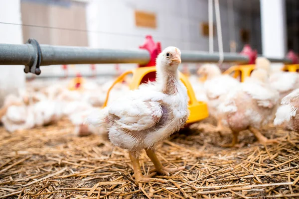 Close View Chicken Standing Modern Poultry Farm Meat Production — Stockfoto