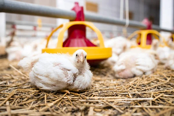 Chicken Looking Camera Poultry Farm — Stockfoto