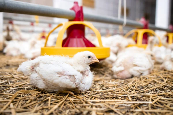 Chicken Lying Modern Poultry Farm Automated Feeding System Fast Growing — Stockfoto
