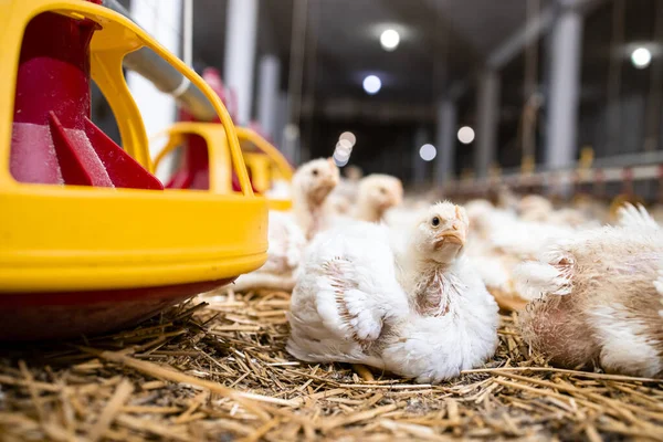 Chicken Feeder Food Poultry Farm — Stockfoto