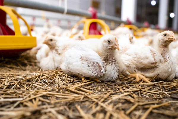 Group Chickens Lying Poultry Farm — Stockfoto