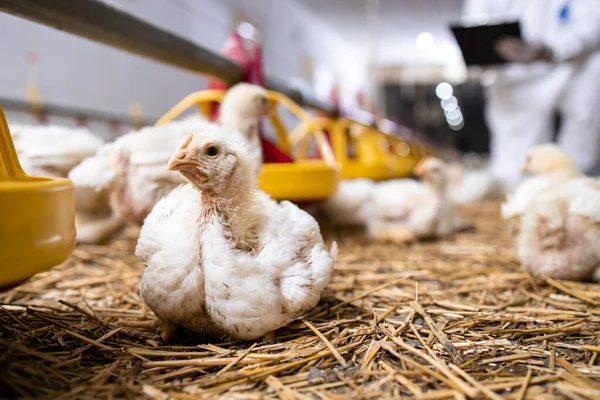 Fast Growing Chicken Modern Poultry Farm Meat Production — Stockfoto