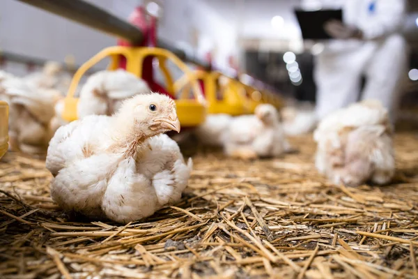 Fattening Chicken Modern Poultry Farm Meat Production — Stockfoto