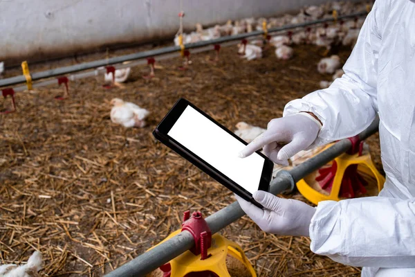 Farmer Sterile Clothing Holding Tablet Computer Poultry Farm Checking Production — 스톡 사진