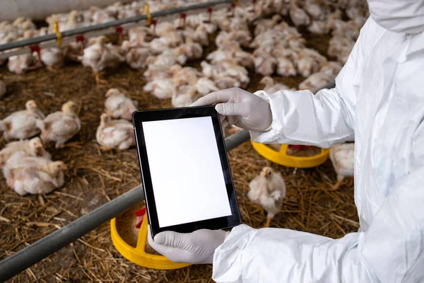 Farmer Sterile Clothing Holding Tablet Computer Poultry Farm Checking Production — Foto de Stock