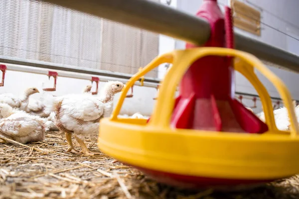 Chickens Poultry Farm Meat Production — Stockfoto